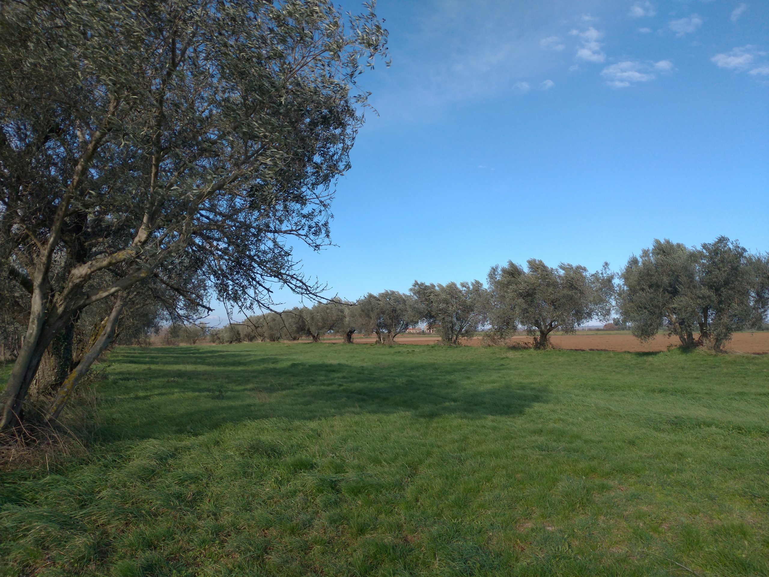 Zona Olivo, Tuscania
